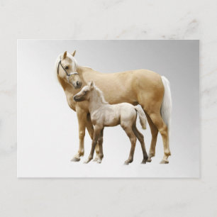 Palomino Mare & Foal Vykort