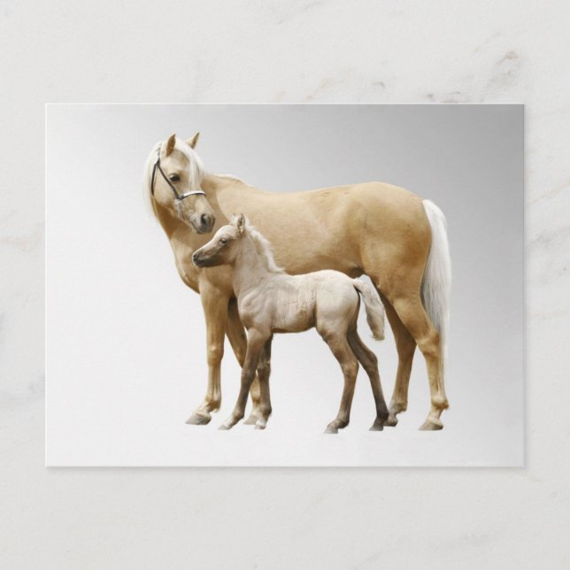 Palomino Mare & Foal Vykort (Framsida)