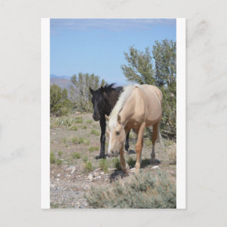 Palomino Mustang Vykort
