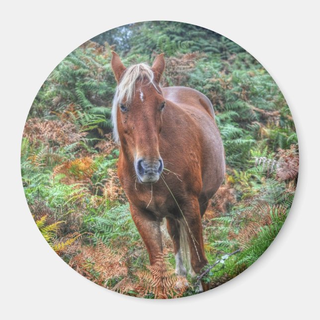 Palomino New Forest Pony Horse-älskare Gift Magnet (Framsidan)