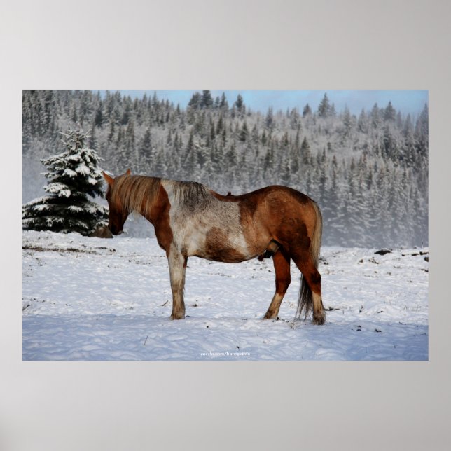 Palomino Paint Horse och Snö Equine Photo Poster (Framsidan)