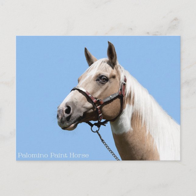 Palomino Paint Horse Porträtt Vykort (Framsida)