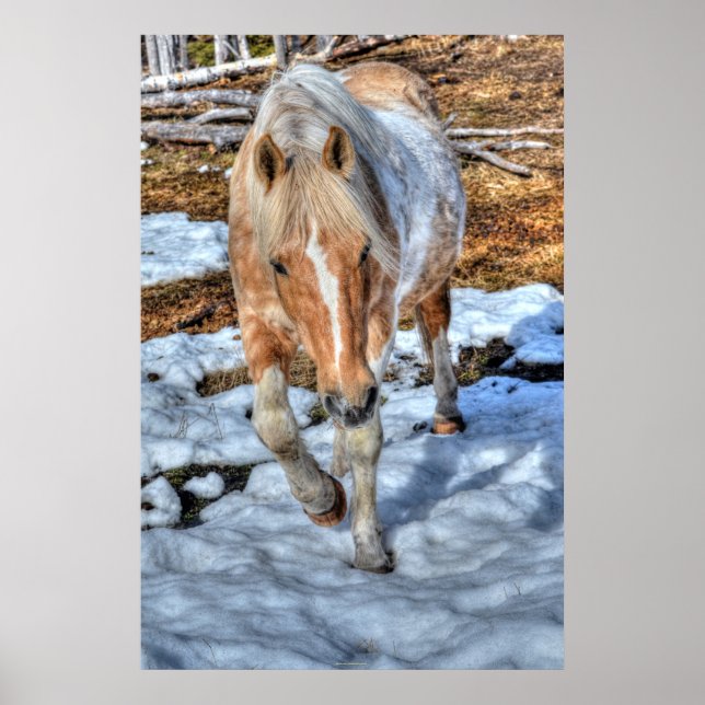 Palomino Paint Ranch Horse & Snö Equine-älskare Poster (Framsidan)