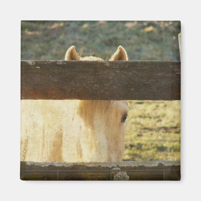 Palomino Peeking through Fence Magnet (Framsidan)