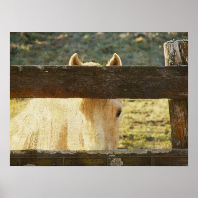 Palomino Peeking through Fence Poster (Framsidan)