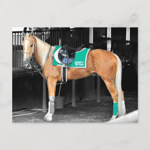 Palomino Pony i Belmont Park Vykort