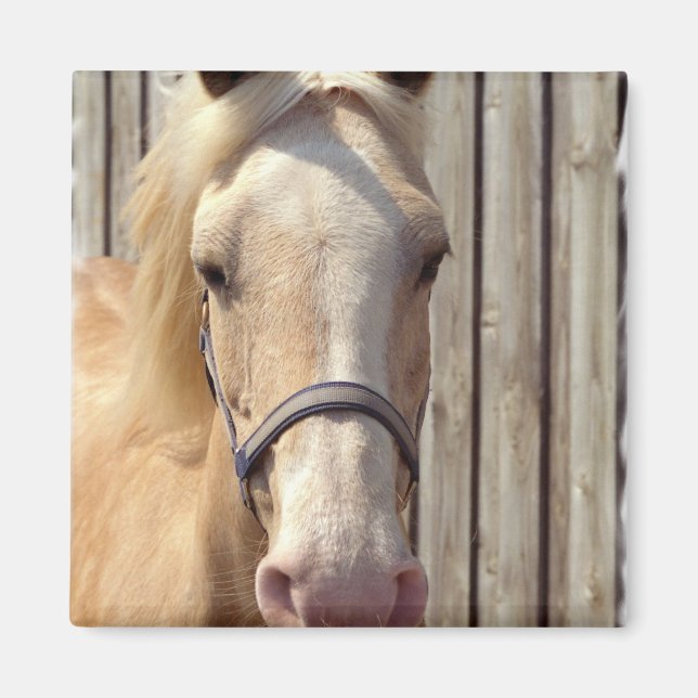 Palomino Pony Square Magnet (Framsidan)