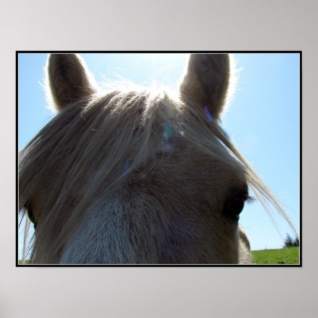 Palomino Poster (Framsidan)