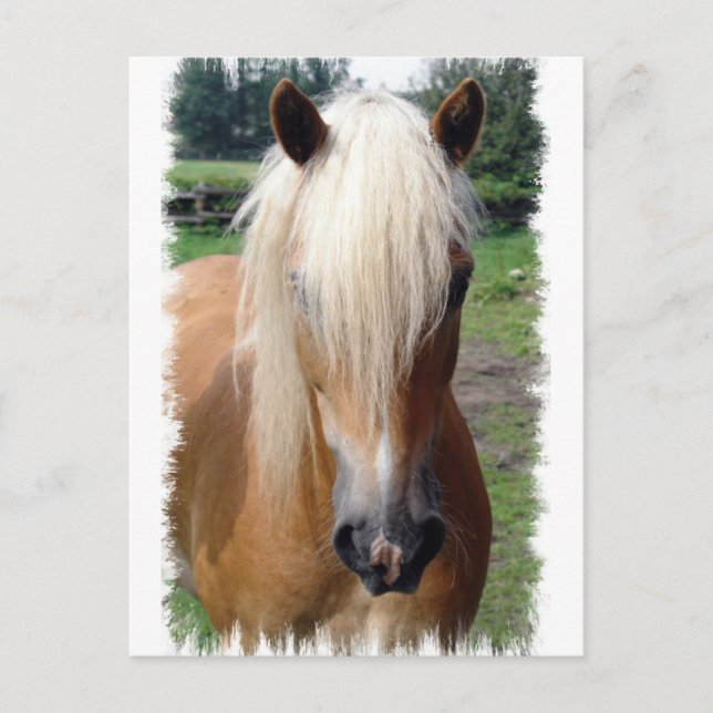 Palomino Quarter Horse vykort (Framsida)