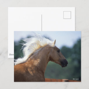 Palomino Rocky Mountain Horse Headshot Vykort