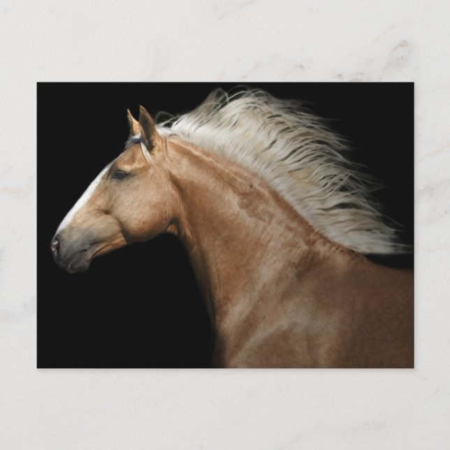 Palomino Stallion Vykort (Framsida)