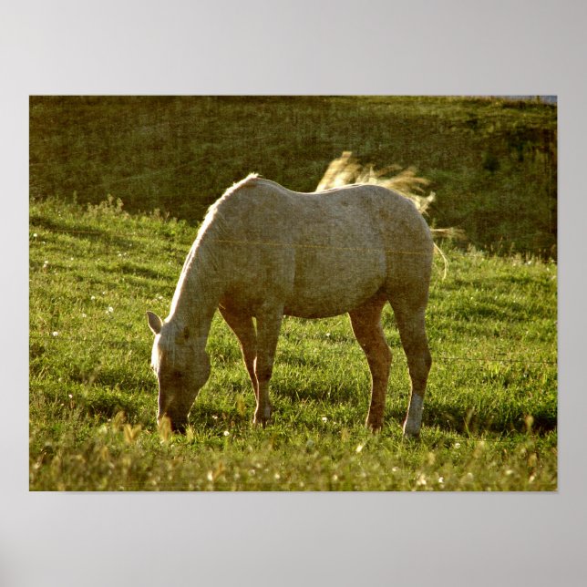 Palomino Sunset Poster (Framsidan)