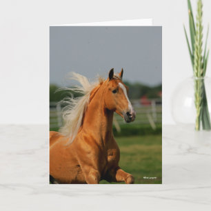 Palomino Tennesee Walking Horse Stallion Kort