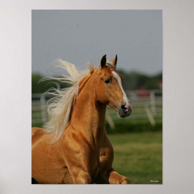 Palomino Tennesee Walking Horse Stallion Poster (Framsidan)