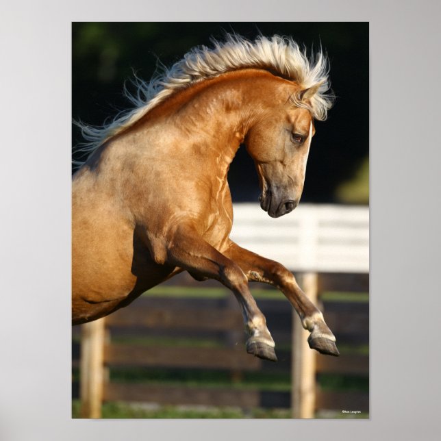 Palomino Tennessee Walker Stallion Rearing Poster (Framsidan)