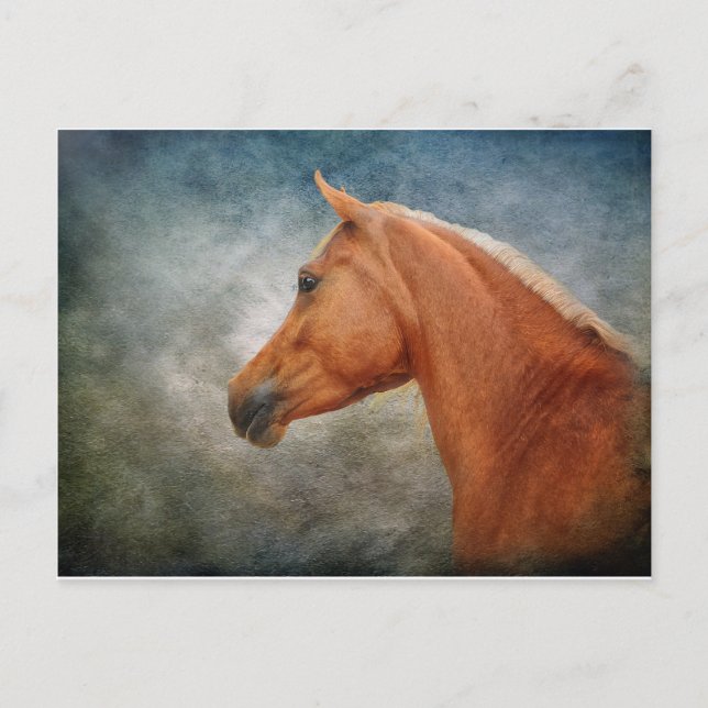 Palomino Vykort (Framsida)