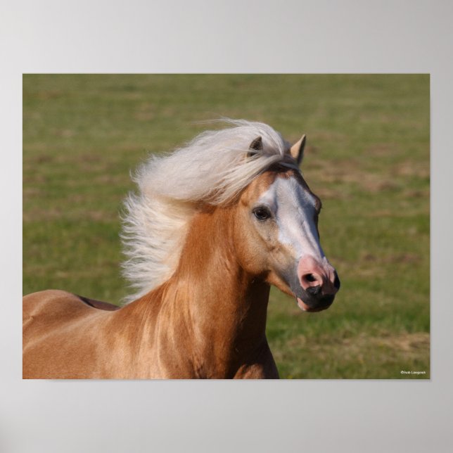 Palomino Welsh Pony Headhot Mane Flowing Poster (Framsidan)