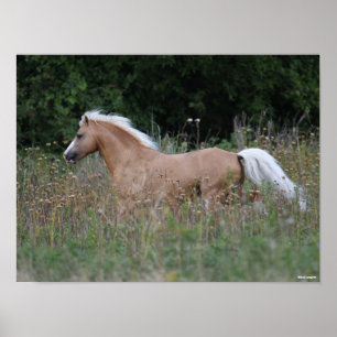 Palomino Welsh Pony som körs i långa gräs Poster