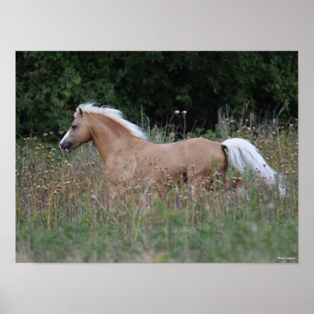 Palomino Welsh Pony som körs i långa gräs Poster (Framsidan)