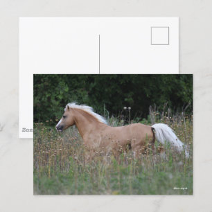 Palomino Welsh Pony som körs i långa gräs Vykort