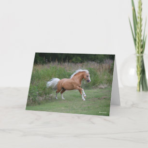 Palomino Welsh Pony Stallion Running Kort