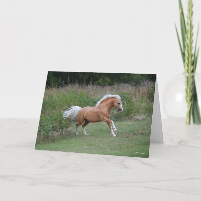 Palomino Welsh Pony Stallion Running Kort (Framsida)