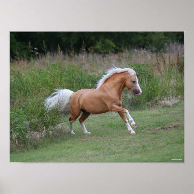 Palomino Welsh Pony Stallion Running Poster (Framsidan)
