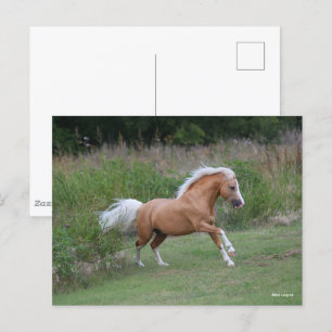 Palomino Welsh Pony Stallion Running Vykort