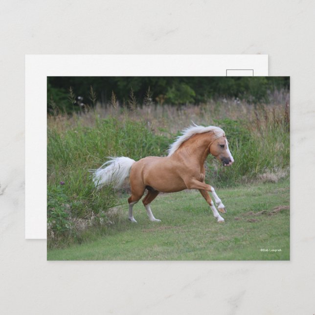 Palomino Welsh Pony Stallion Running Vykort (Fram/baksida)