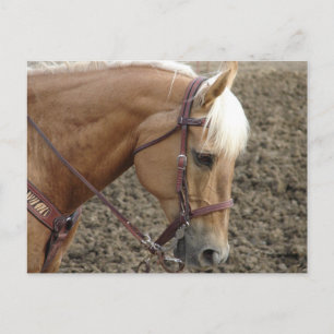 Palomino Western Horse Vykort