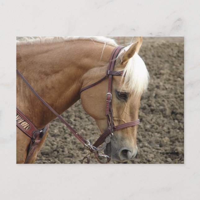 Palomino Western Horse Vykort (Framsida)