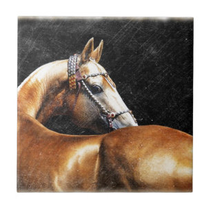 PalominoAkhal-teke hingst Kakelplatta