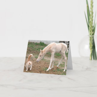 Palominobabyhäst med ladugårdkatten kort