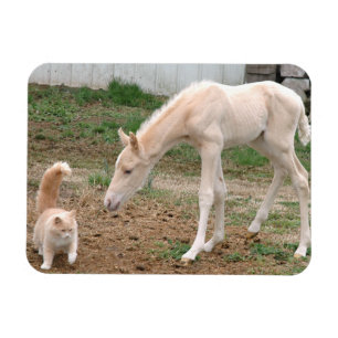 Palominobabyhäst och ladugårdkatt magnet