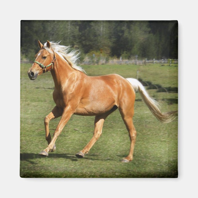 palominoeffekt magnet (Framsidan)