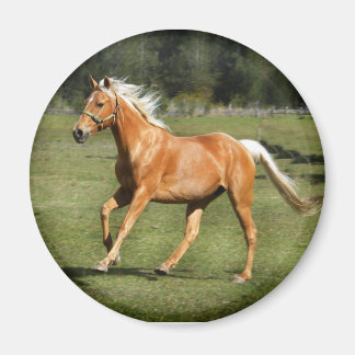 palominoeffekt magnet
