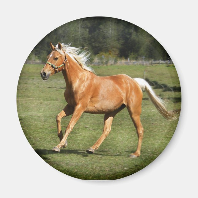 palominoeffekt magnet (Framsidan)