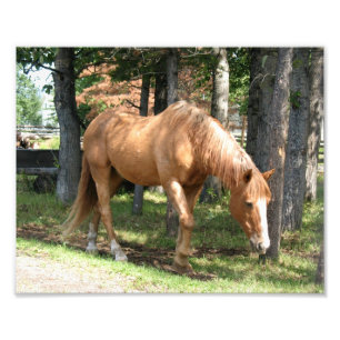 Palominohäst Fototryck