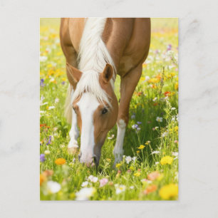 Palominohäst i äng med vilda blommor vykort
