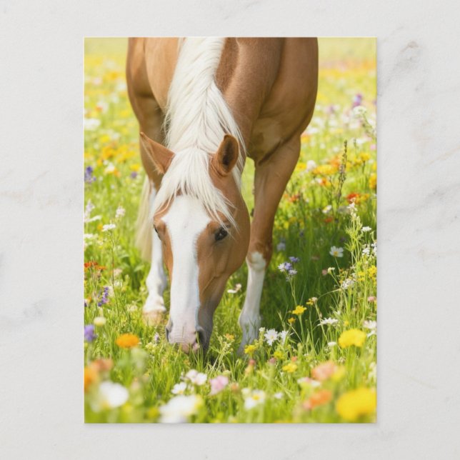 Palominohäst i äng med vilda blommor  vykort (Framsida)
