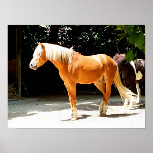 Palominohäst Poster (Framsidan)