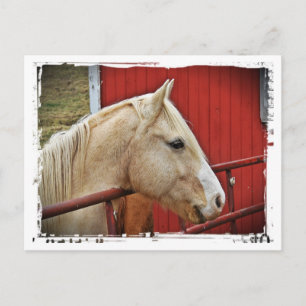 Palominohäst Röd lada Röd grind Vit kant Vykort