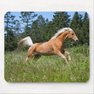 Palominohäst som springer genom en äng musmatta