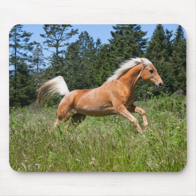 Palominohäst som springer genom en äng musmatta (Framsidan)