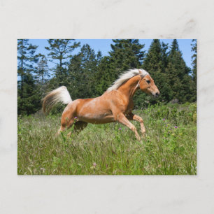 Palominohäst som springer genom en äng vykort