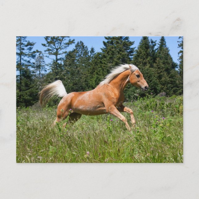 Palominohäst som springer genom en äng vykort (Framsida)