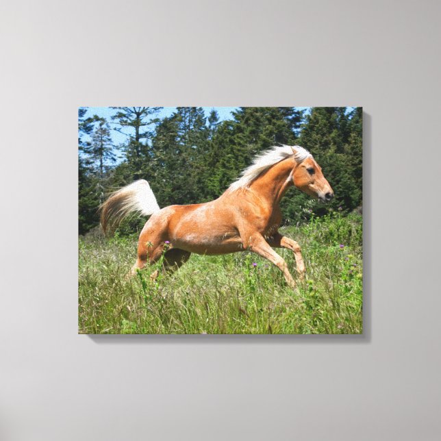 Palominohäst springer genom en äng canvastryck (Framsida)