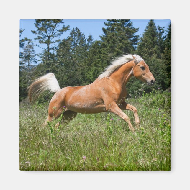 Palominohäst springer genom en äng magnet (Framsidan)