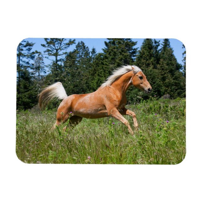 Palominohäst springer genom en äng magnet (Horisontell)