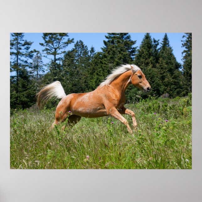 Palominohäst springer genom en äng poster (Framsidan)